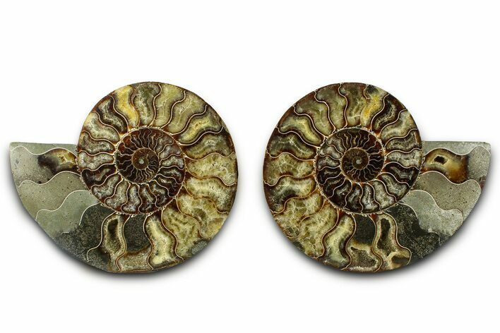 Large Cut & Polished Ammonite Fossil - Madagasar #382598